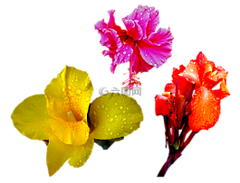 花,橙色,红色