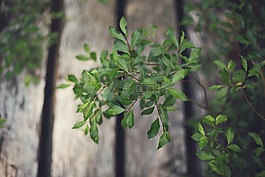 綠色,植物,葉子
