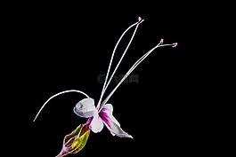野花,花,開(kāi)花