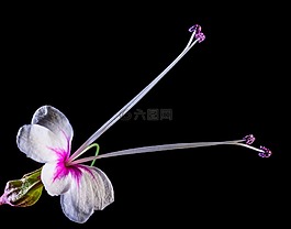 野花,花,開(kāi)花