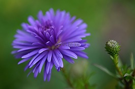 花,自然,花園