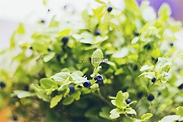蓝莓,水果,植物