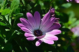 瑪格麗塔,非洲雛菊,osteospermum ecklonis