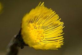 款冬,花,黃色