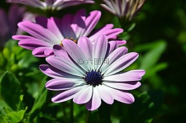 瑪格麗塔,非洲雛菊,osteospermum ecklonis