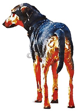 狗,杜賓,水彩畫