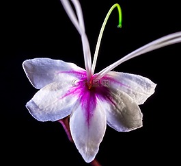 野花,花,開(kāi)花