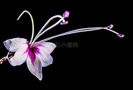 野花,花,開(kāi)花