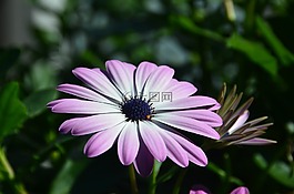 瑪格麗塔,非洲雛菊,osteospermum ecklonis