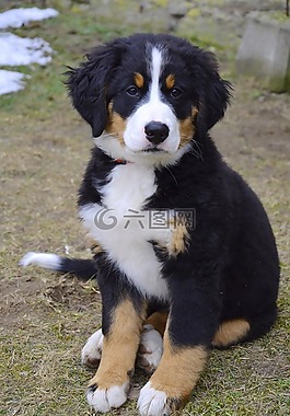小狗,bernese 山狗,狗