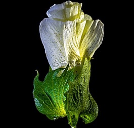 棉花花,開(kāi)花,花