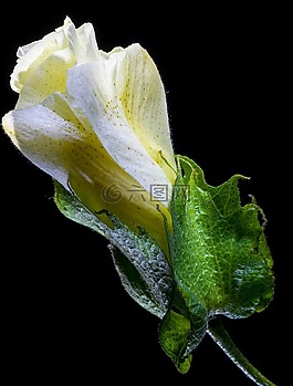 棉花花,開(kāi)花,花
