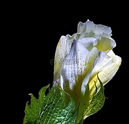 棉花花,開(kāi)花,花