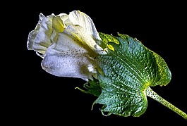 棉花花,開(kāi)花,花