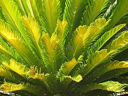 棕榈,植物,沙漠