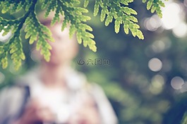 葉子,模糊,自然
