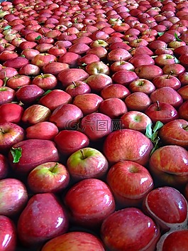 蘋(píng)果,紅色,水果