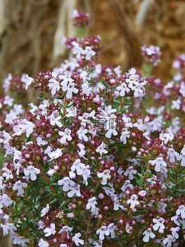 百里香,farigola,如花