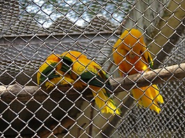 動物園,鳥,arasras