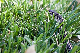 蛇在草丛里,花园里的蛇,绿色