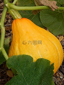 花園,壁球,南瓜