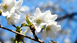 櫻桃,春天,春天的花朵