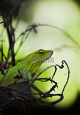蜥蜴,動物,爬行動物