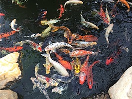 魚,池,水