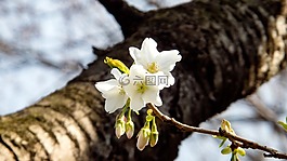 櫻桃,春天,春天的花朵