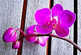 廠,蘭花,蝴蝶蘭