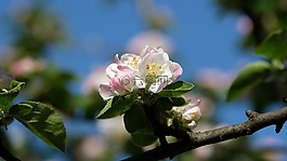 蘋果花,蘋果樹,春天