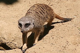 貓鼬,蒂爾加滕,動(dòng)物園
