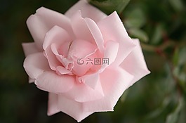 玫瑰,粉紅色,白