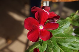 花卉,花园,性质