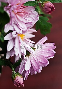 菊花,花,鮮花