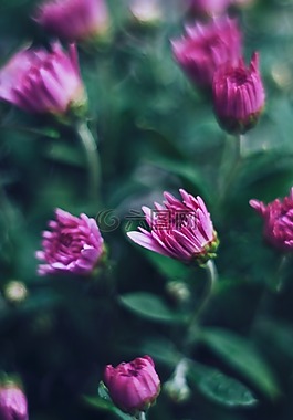 菊花,花,鮮花