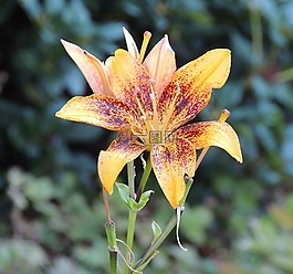 百合,黃花菜,植物