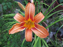 花,花園,植物群
