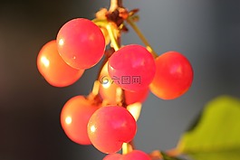 紅櫻桃,水果,新鮮