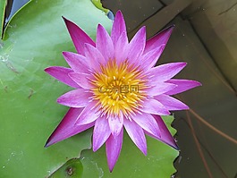 莲花,紫色,花