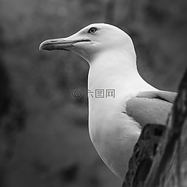 海鷗,動(dòng)物,鳥