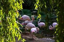 動(dòng)物園,動(dòng)物,粉紅色的火烈鳥(niǎo)
