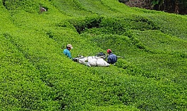 草,自然,農業(yè)