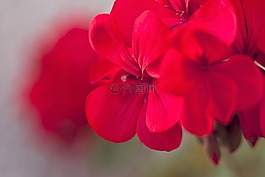 天竺葵花色彩绚丽,花,鲜花