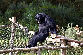 動(dòng)物園,動(dòng)物,猴子