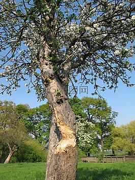 樹,鮮花,春天