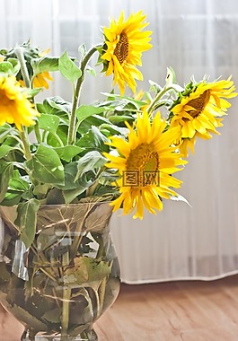 向日葵,花瓶,黃色