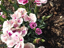 性質(zhì),花,玫瑰
