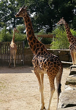 動(dòng)物園,動(dòng)物,長(zhǎng)頸鹿