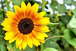 太陽(yáng)花,開(kāi)花,性質(zhì)